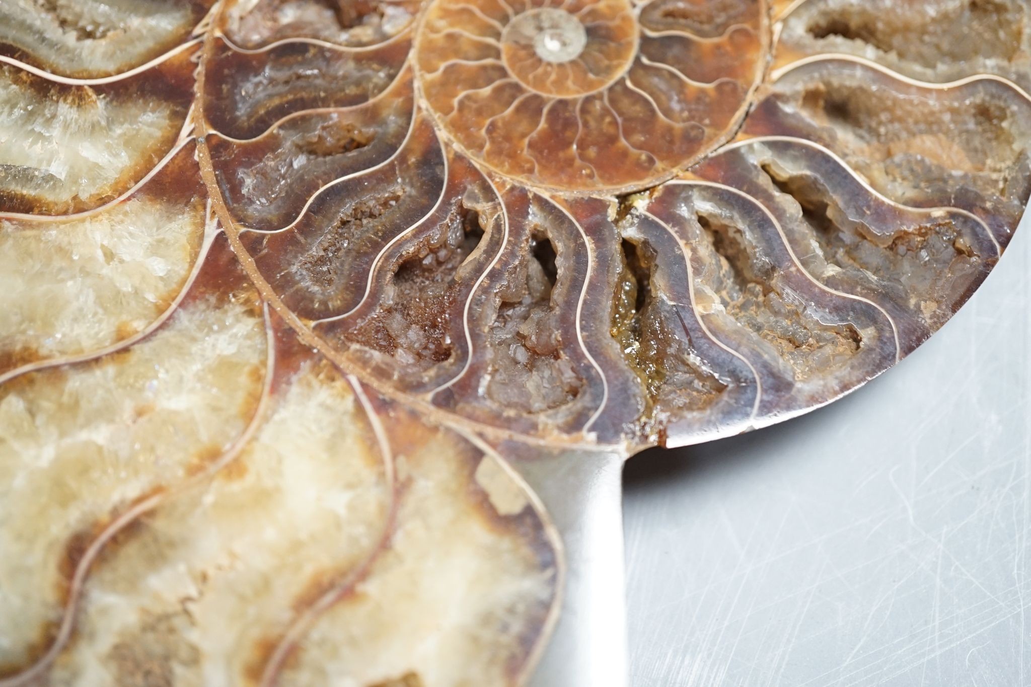 A polished hardstone ammonite fossil, in two halves